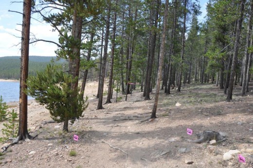 The rocky, rooty trail around Turquoise Lake. Not quite as runnable in the dark...